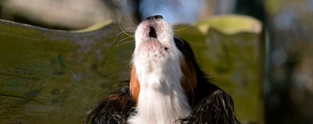 Dog Speak: Decoding Barks, Howls and Whines