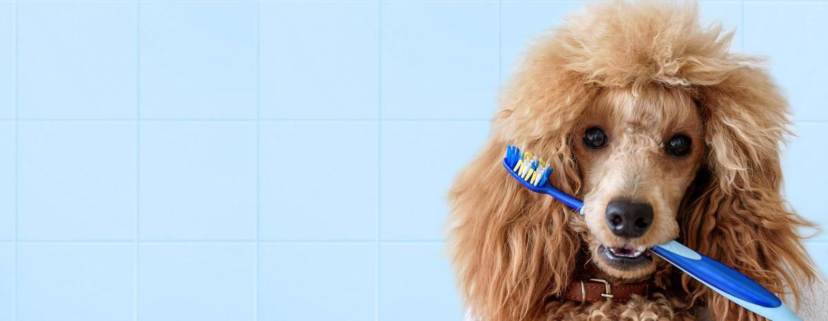 When Puppy Breath Becomes a Problem