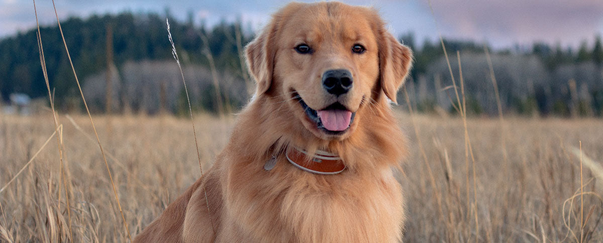 Keep Tabs on Your Pup’s Temperature