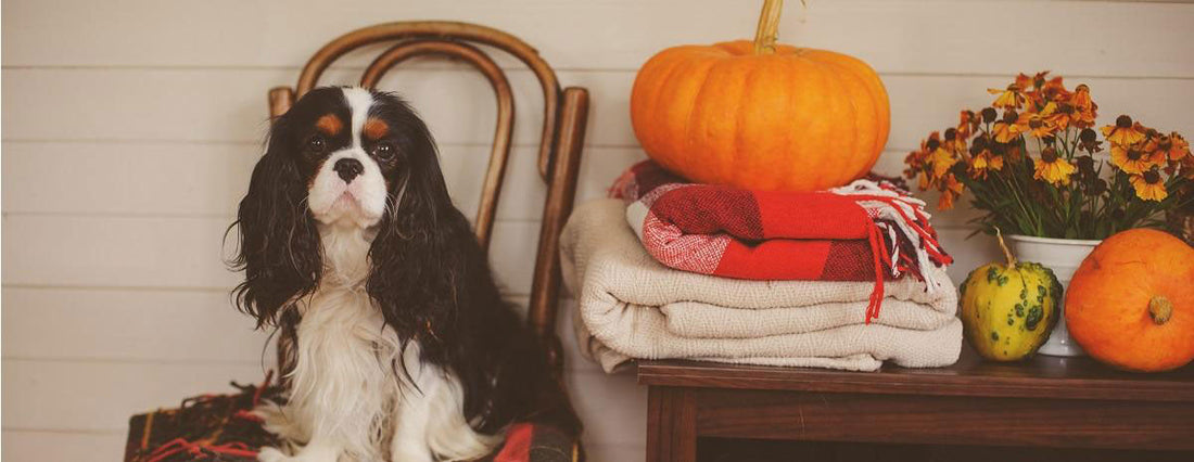 Game-Changing Thanksgiving Recipes with Pup-Approved Produce