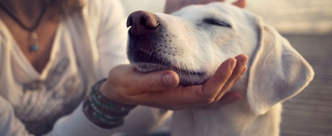 What Works Best For Training Your Pup - Treats or Praise?