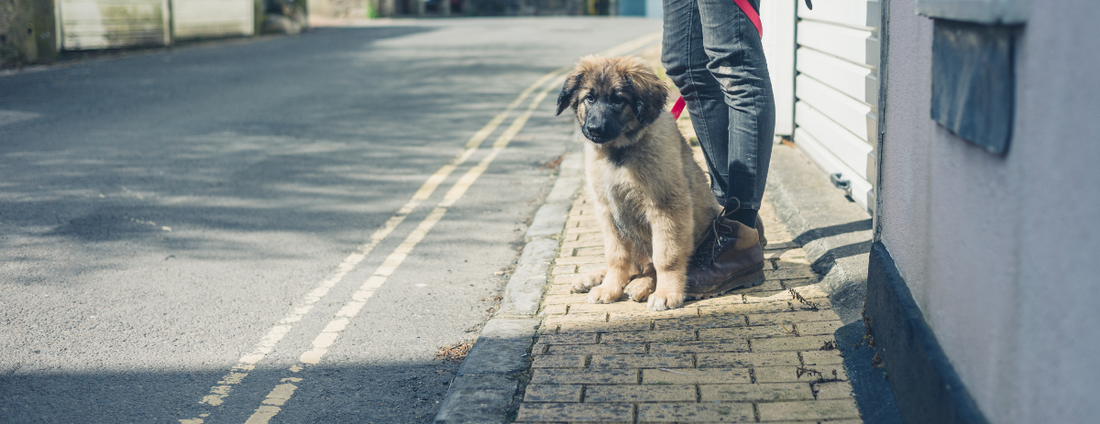 Sidewalk Etiquette: 10 Dos and Don'ts for Walking Your Dog