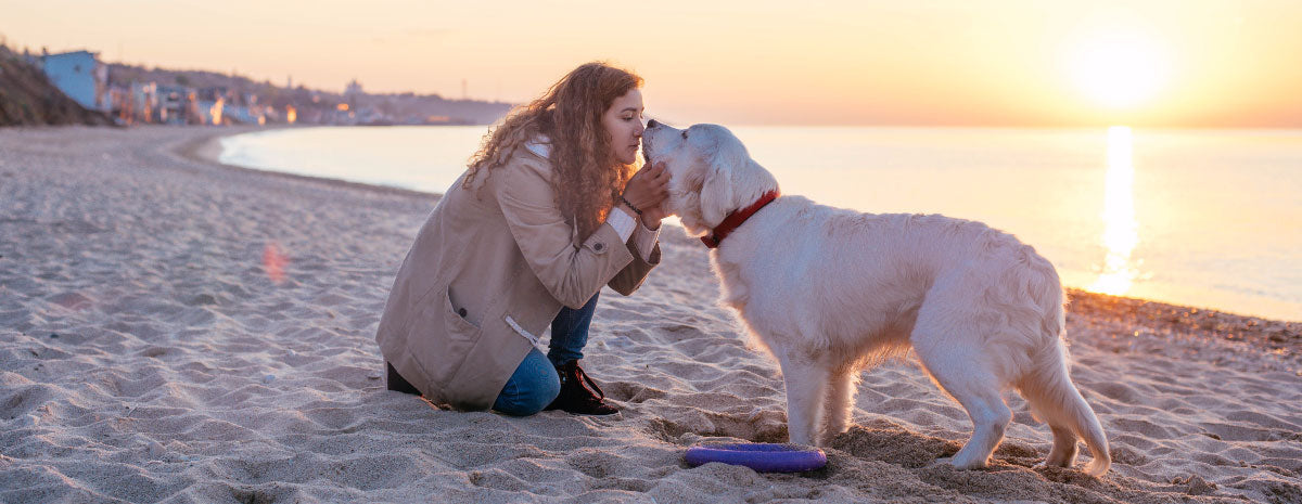 Fall in Love with a Dog Friendly Beach