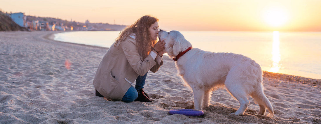 Fall in Love with a Dog Friendly Beach