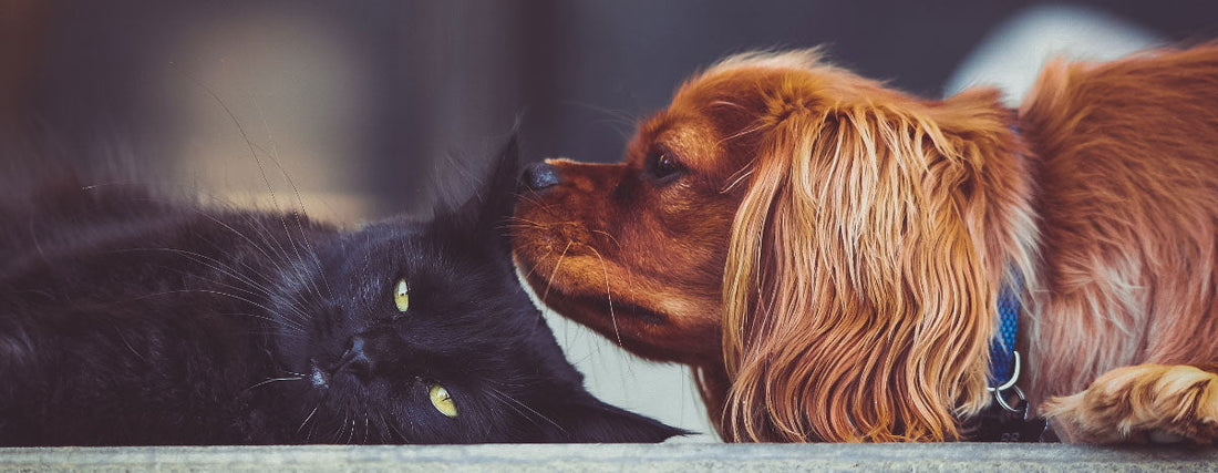 Cats and Dogs Living Together: Friends or Frenemies?