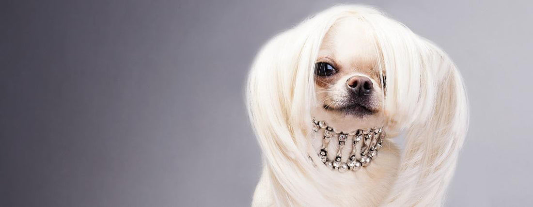 The Diva Dog: Dog Fashion at its Finest