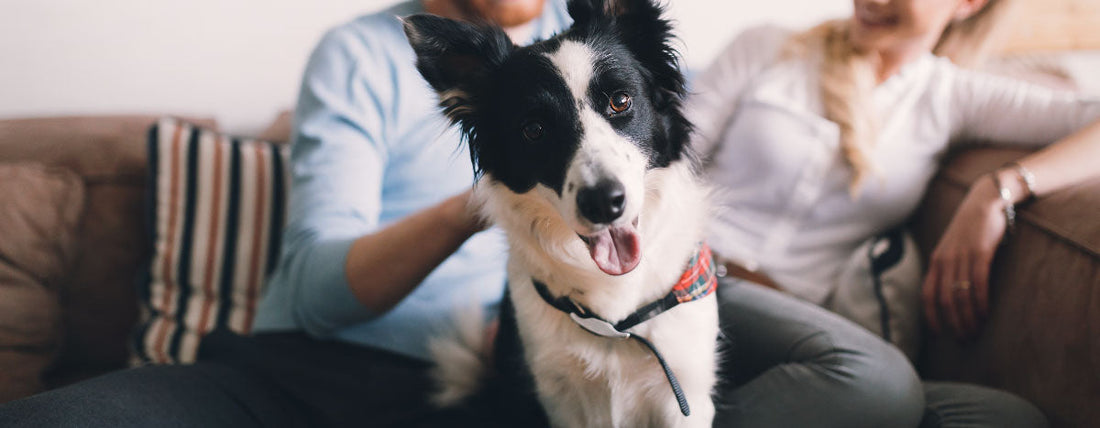 Smart Doggos: Sit, Stay, Think!