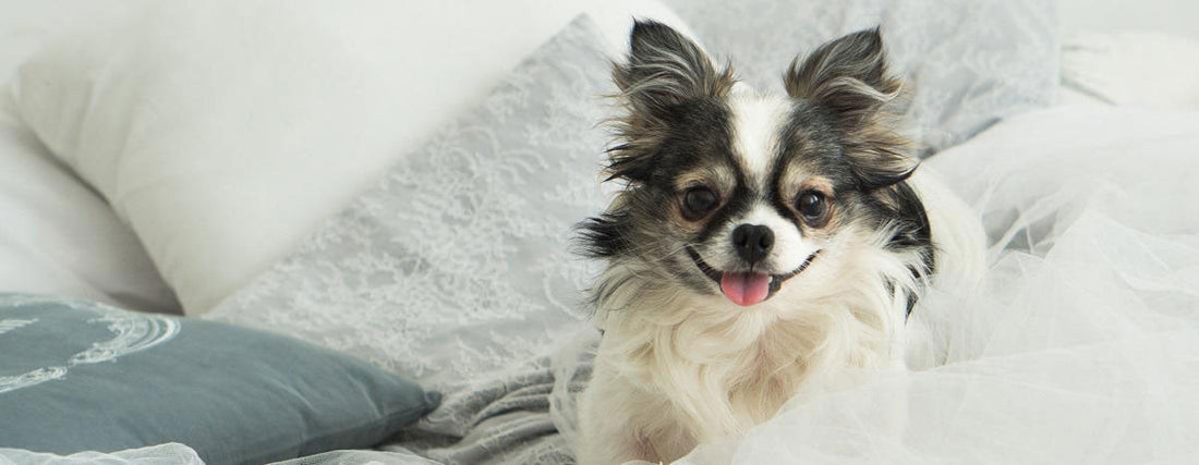 Should You Let Your Dog Sleep in Your Bed?