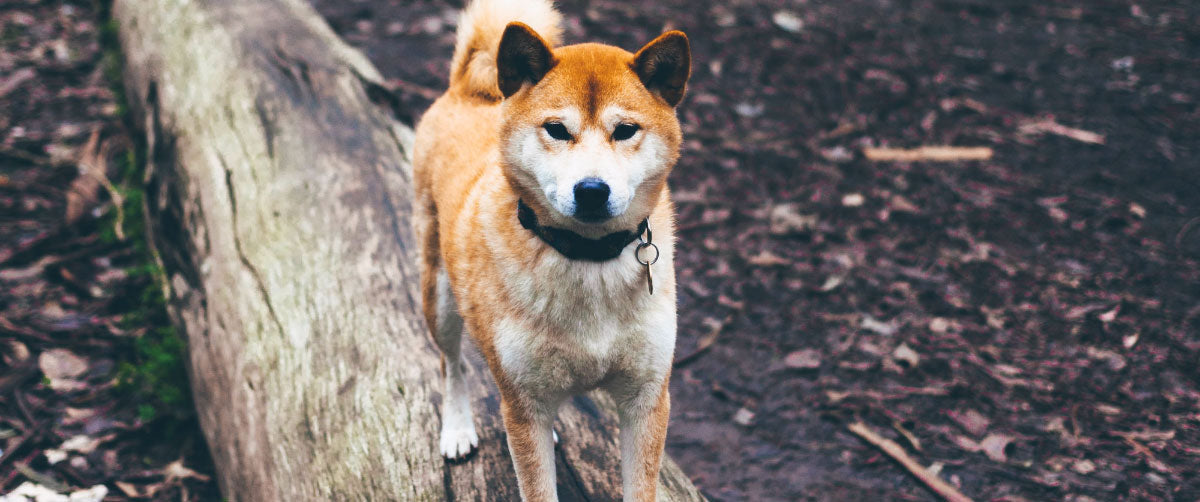 Best Dog Parks in America For A Summer of Adventure