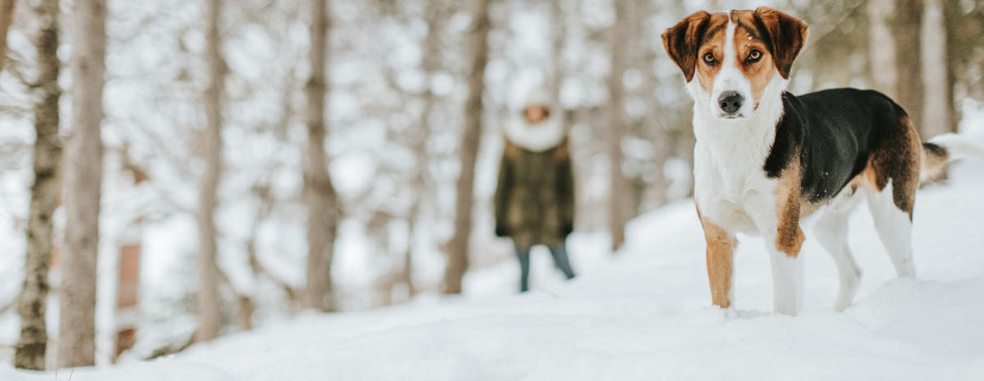 A New Year from Your Pup’s Perspective