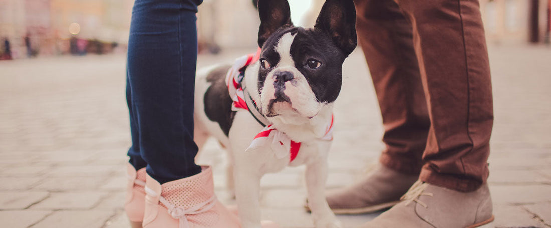 My Dog is My Child: The Truth About Millennial Dog Owners