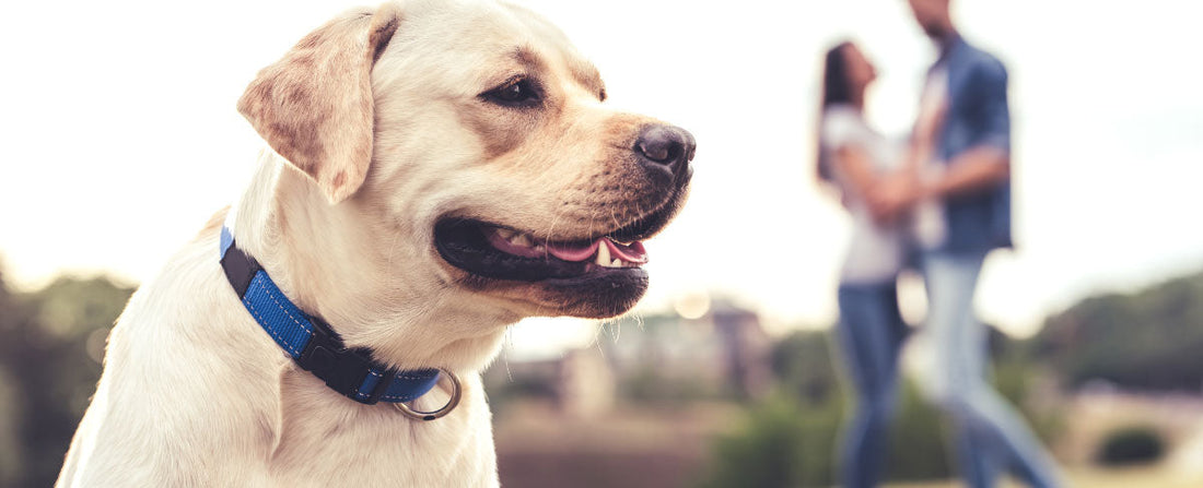 Must Love Dogs: A Guide to Dating
