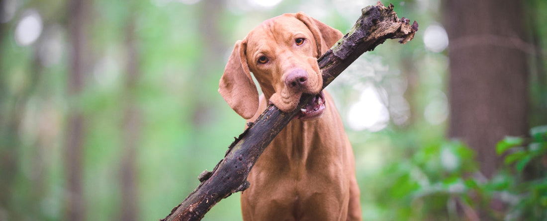 Can My Dog Get Poison Ivy?