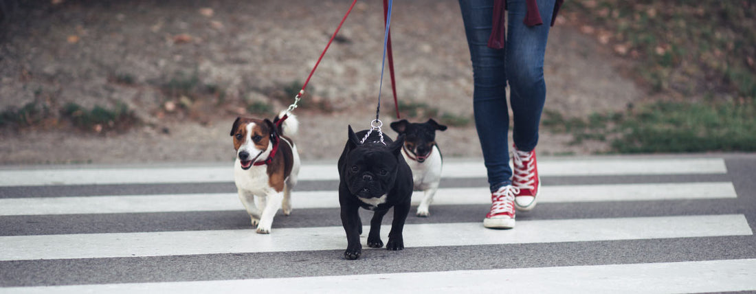 How to Find the Right Dog Walker For You & Your Pup