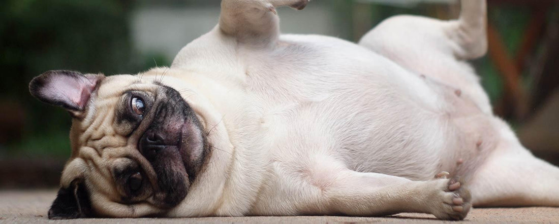 The Effects of Dog Obesity