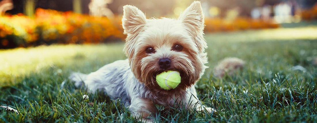 How Much Exercise Does Your Dog Really Need?