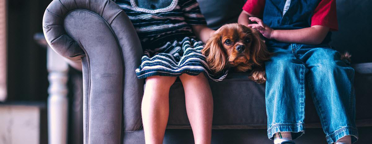 Finding The Best Family Dog