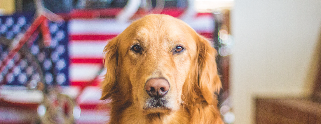 Fireworks and Fido: A Complete Guide to Dog Safety on the Fourth of July