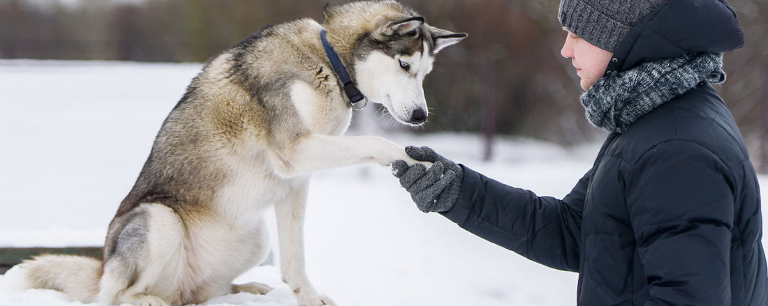 How to Keep Your Dog's New Year's Resolution to Stay Fit