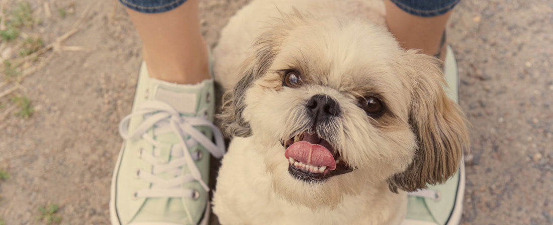 Fleas, Ticks and Other Pests: How to Keep Your Dog Safe