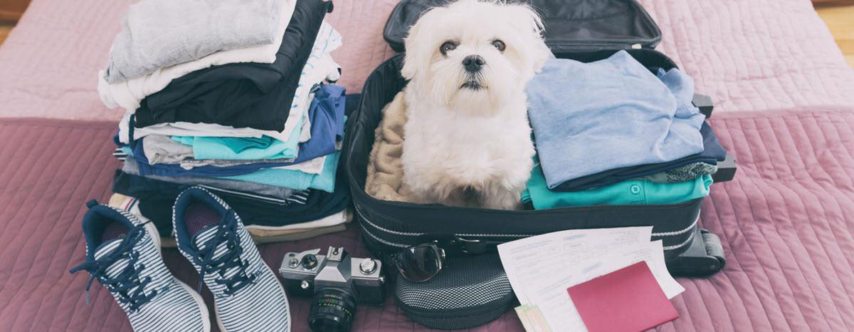 8 Tips for International Flying with a Dog