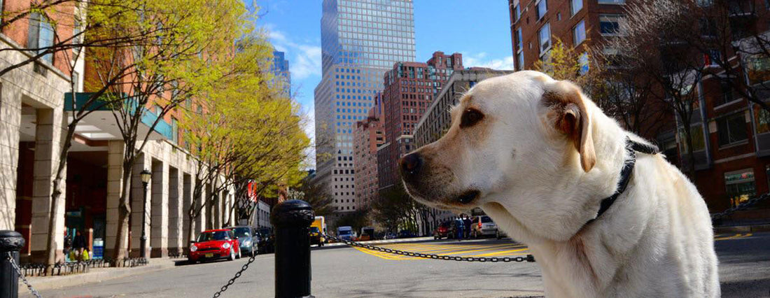 Beerscuits to Bark Mitzvahs: 5 Dog Friendly Cities