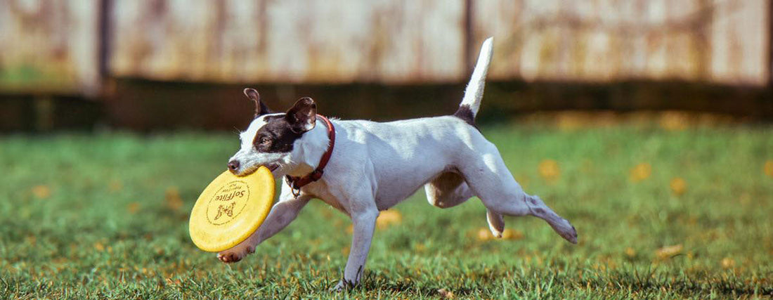 Frisbee Fun for You and Your Dog