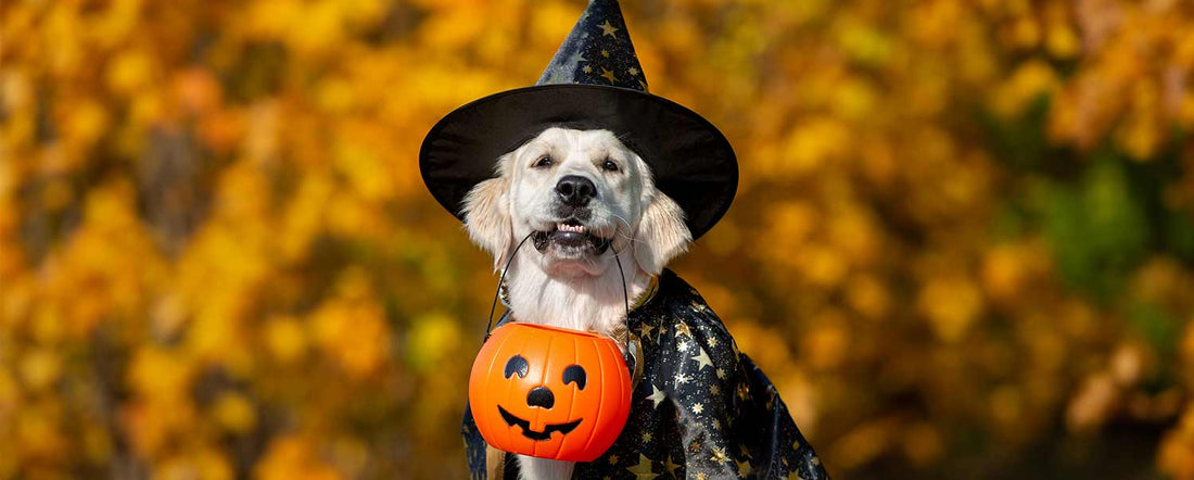 Fun Dog Halloween Costume Ideas