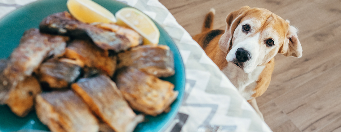 Dog eats fish food online