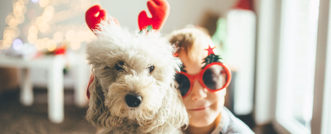 9 Last Minute Holiday Gifts for Dogs & Dog Lovers