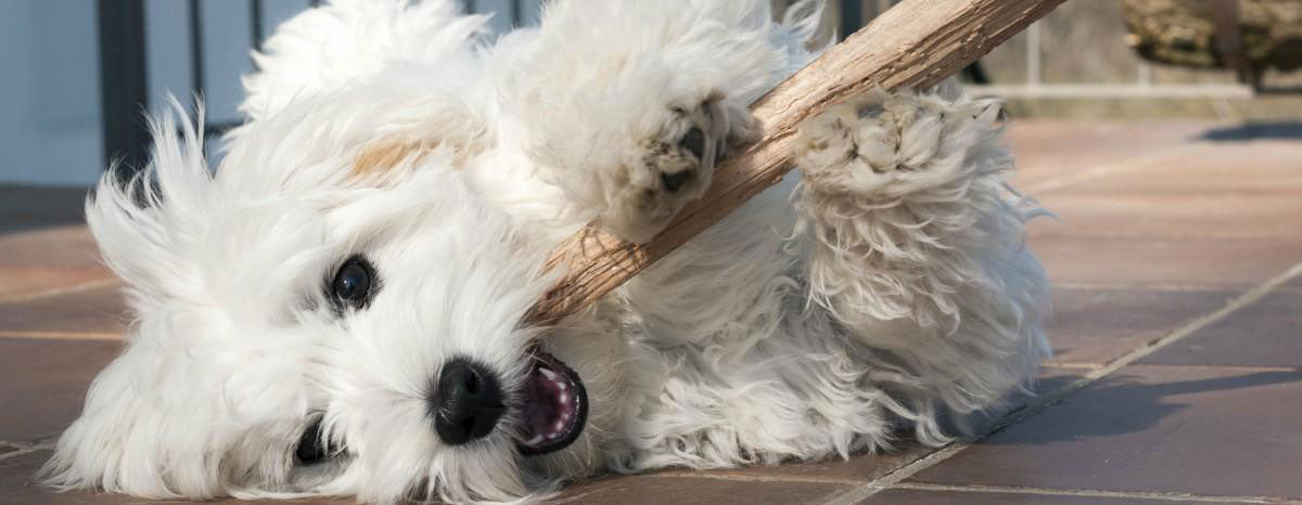 Eco Friendly Fido: Four Tips for Going Green