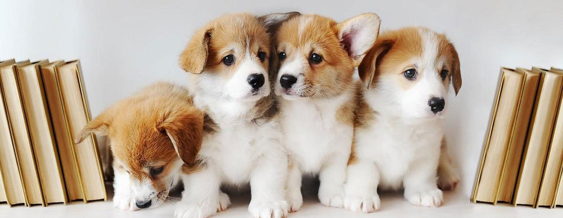 The Basics: Puppy Training for New Pet Parents