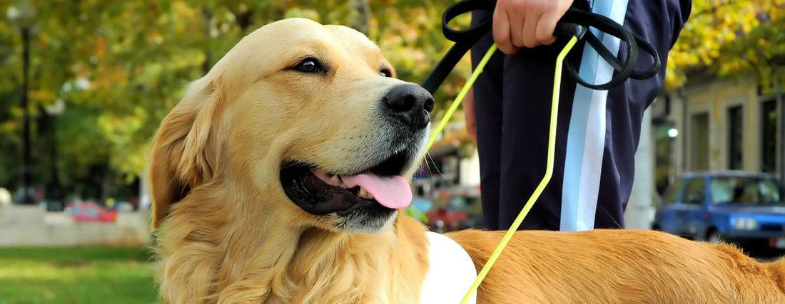 The Life of a Guide Dog