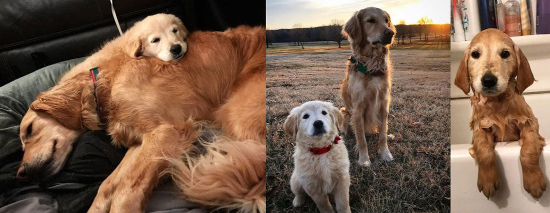 The Puppy Challenge: Then & Now Photos