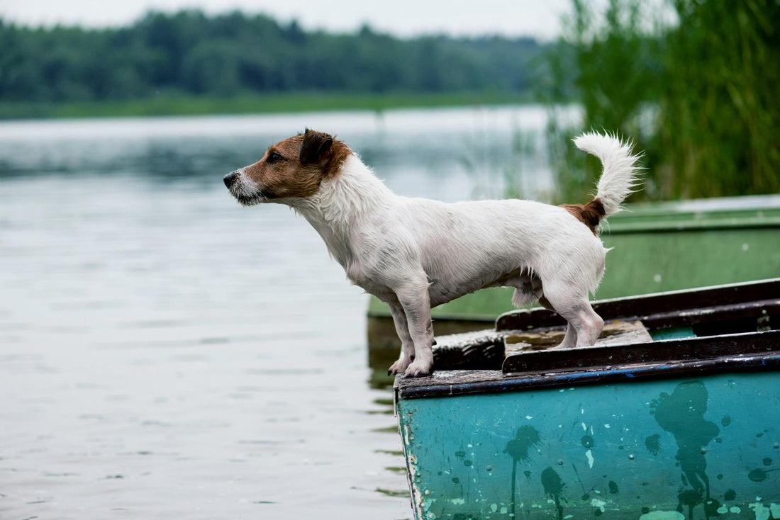Here’s How to Teach Your Dog to Swim in 5 Steps