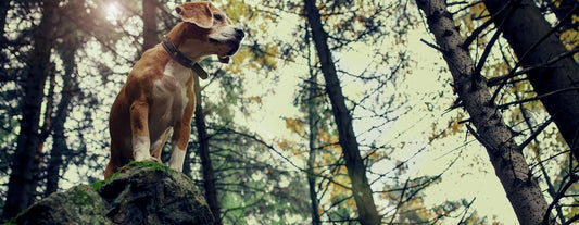 Take a Hike: Proper Hiking Gear for Dogs