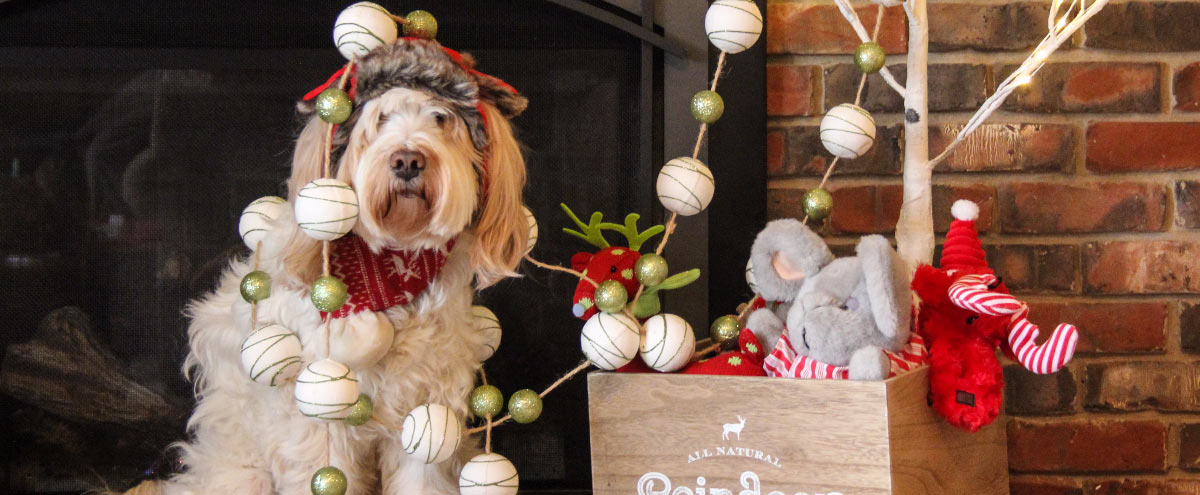 Dog Christmas Cards