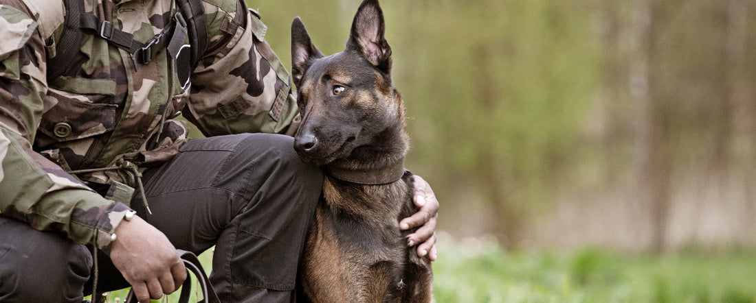 K9 Veterans Day: Saluting Our Hero Military Dogs
