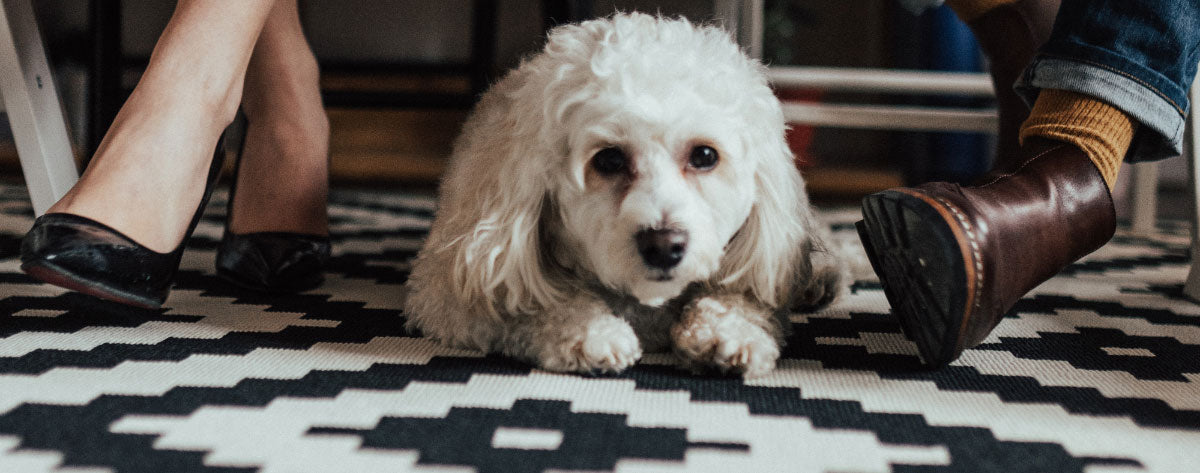 Household Hazards For Dogs: Is Your Home Poison-Proof?