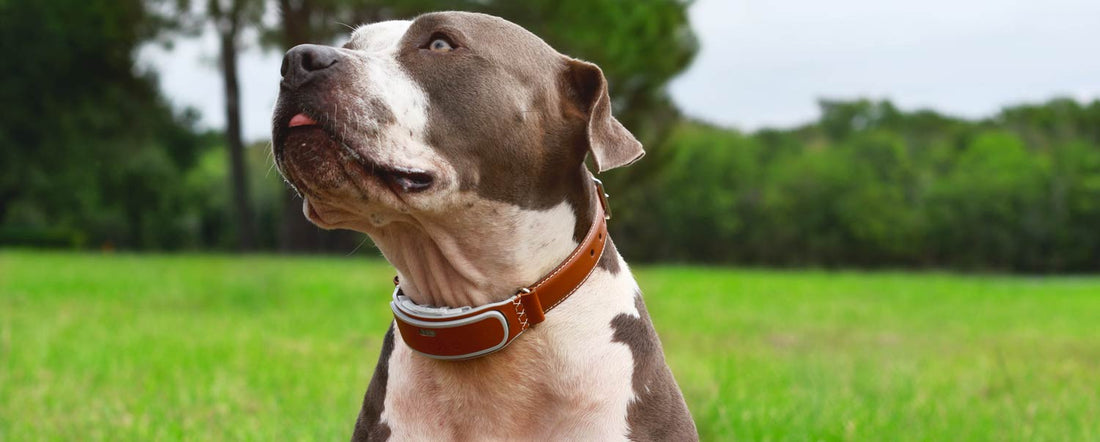 How Do GPS Trackers For Dogs Work?
