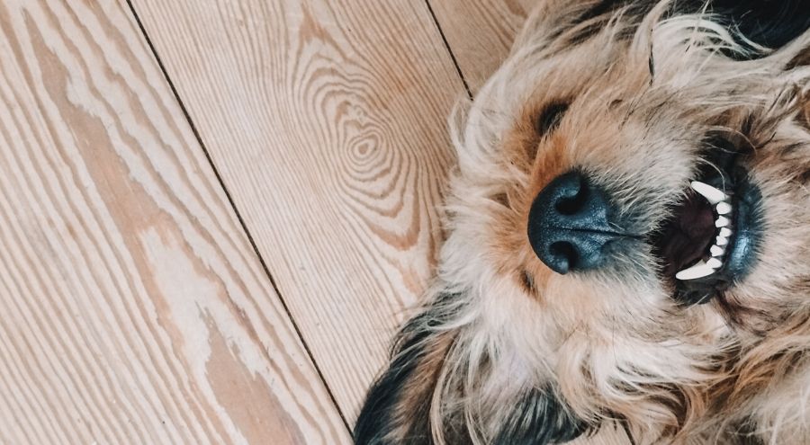 How Do I Know if My Dog is Happy?