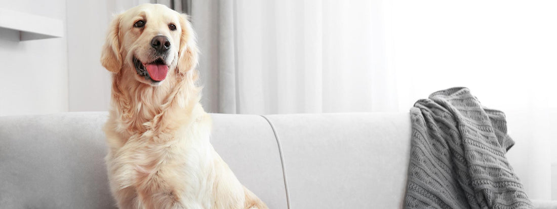 How Long Can My Dog Be Left Alone?