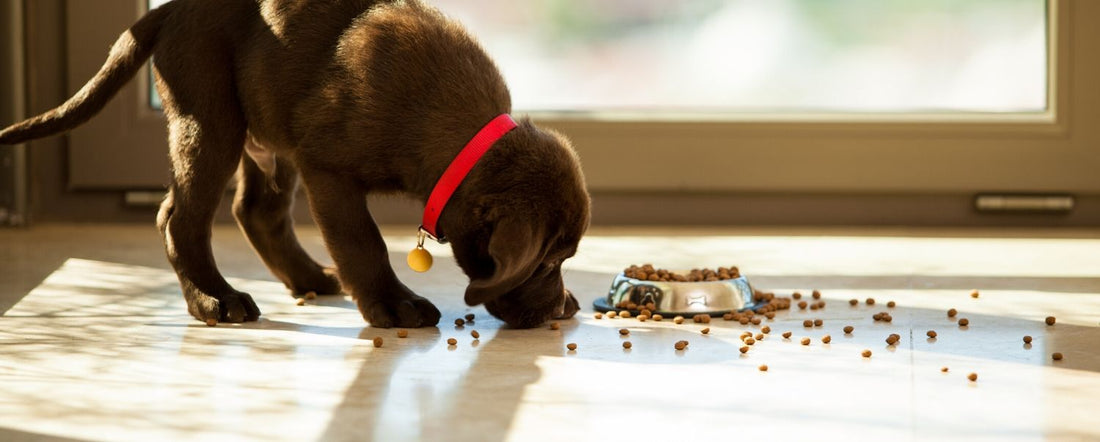 How Many Calories Does My Dog Need?