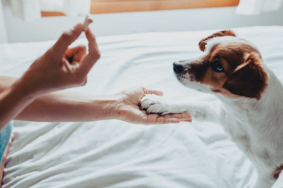 How Often Should You Give Treats to Your Dog?