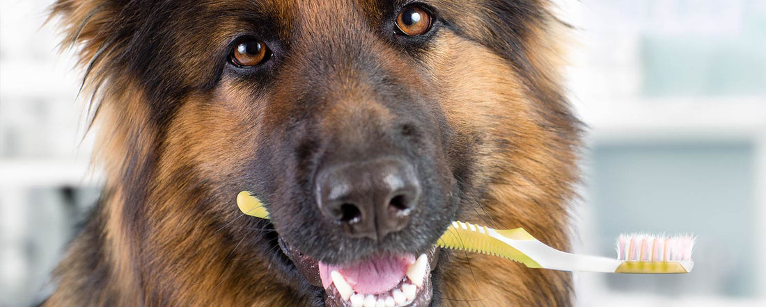 How to Brush Your Dog's Teeth
