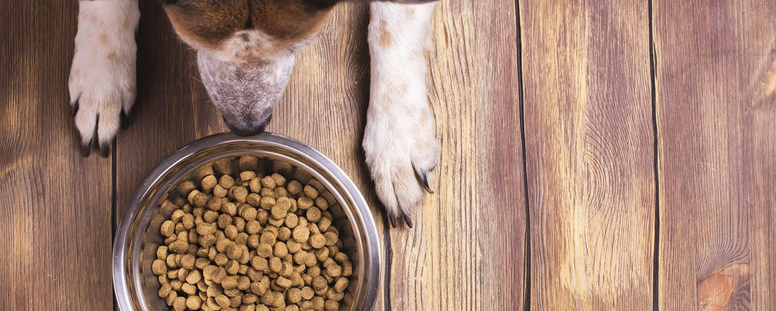 How to Choose the Right Dog Food
