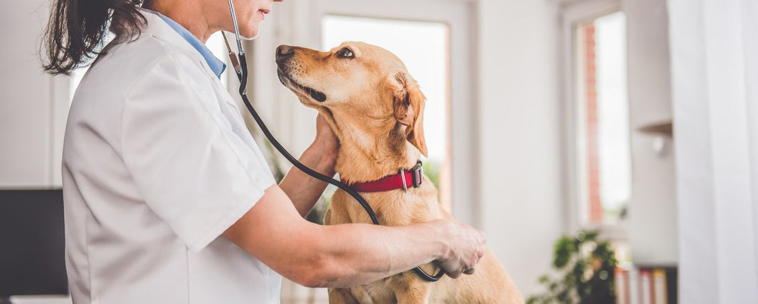 How to Handle Vet Visits During the Coronavirus Pandemic
