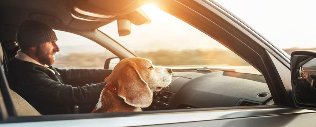 How to Have an Awesome Road Trip With A Dog