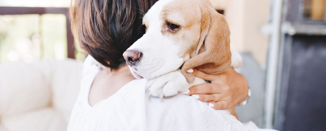 How to Identify Signs Of Stress In Dogs