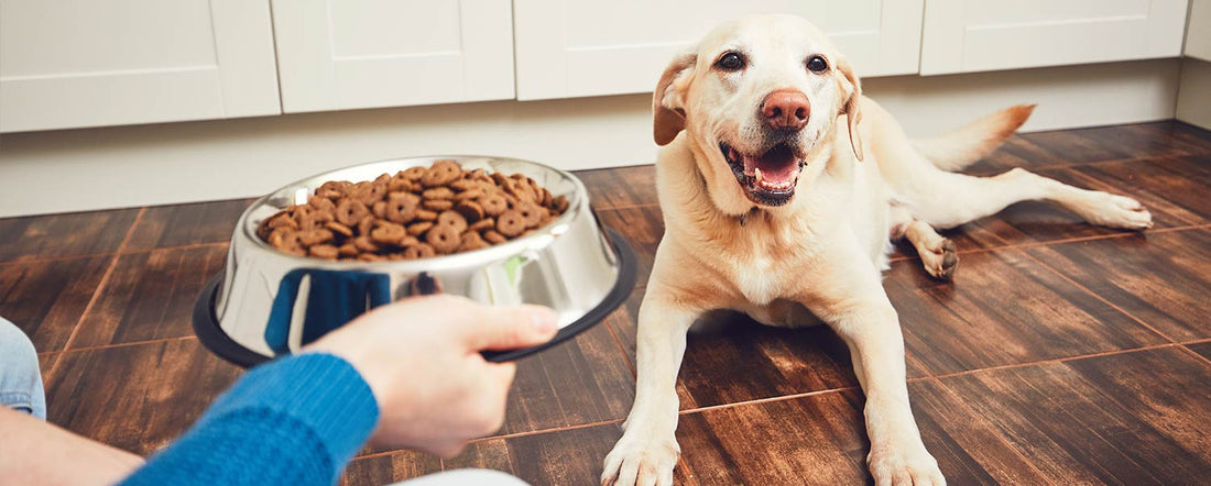 How to Store Your Dog Food